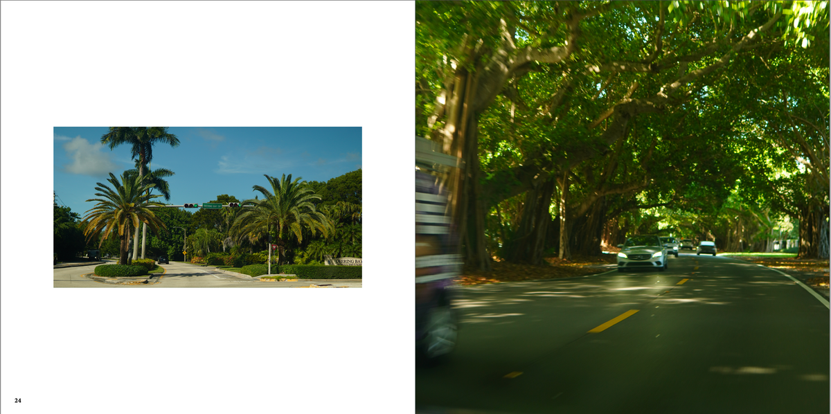 Old Cutler Road: Beneath the Canopies